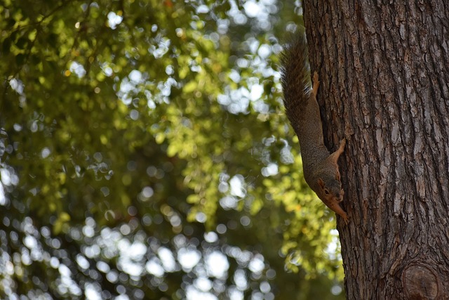 分太阳力克 分太阳力克